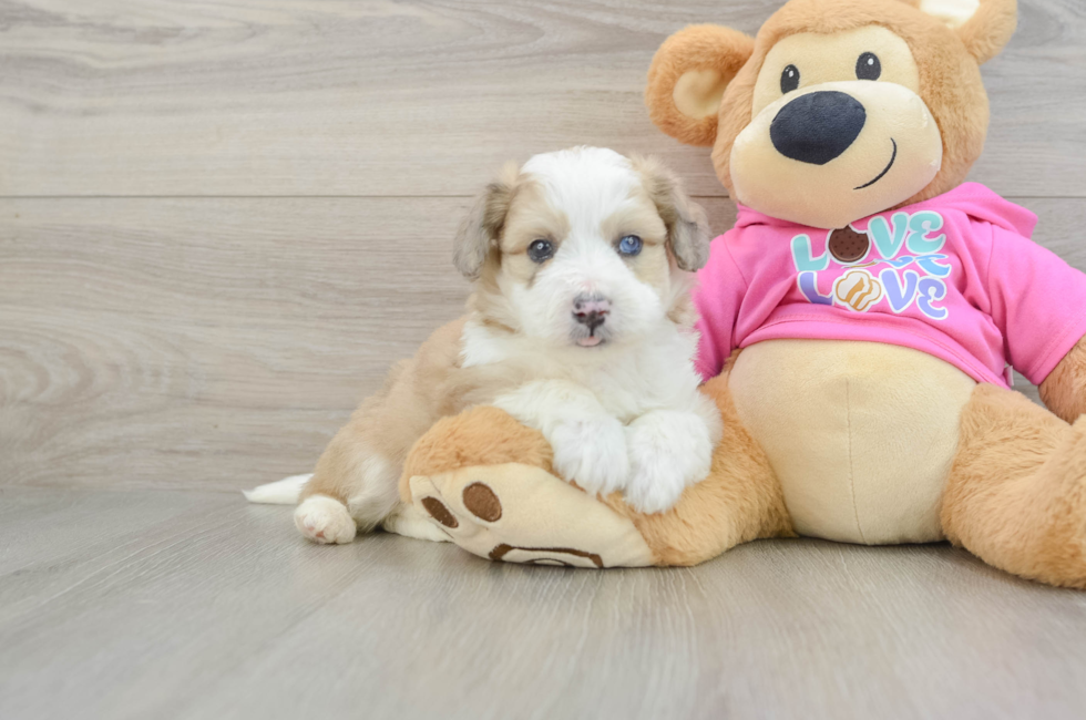 5 week old Aussiechon Puppy For Sale - Florida Fur Babies