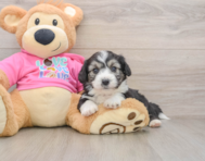 8 week old Aussiechon Puppy For Sale - Florida Fur Babies