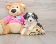 5 week old Aussiechon Puppy For Sale - Florida Fur Babies