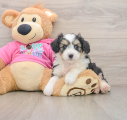 5 week old Aussiechon Puppy For Sale - Florida Fur Babies