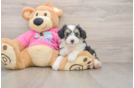 Aussiechon Puppy for Adoption