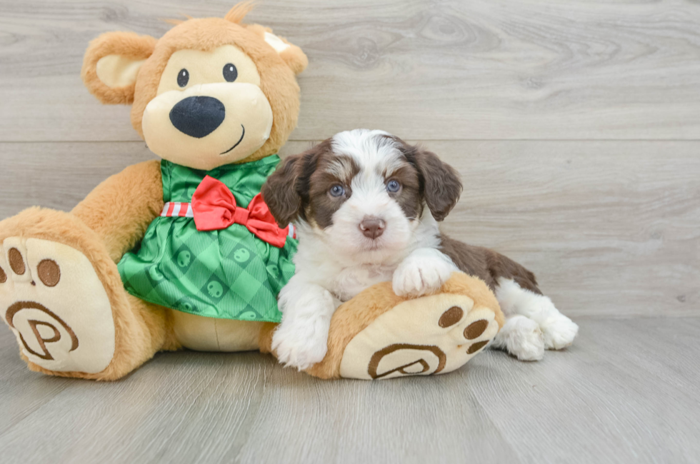 6 week old Aussiechon Puppy For Sale - Florida Fur Babies