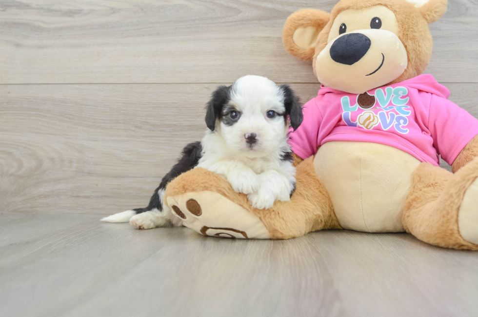 5 week old Aussiechon Puppy For Sale - Florida Fur Babies