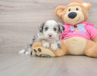 8 week old Aussiechon Puppy For Sale - Florida Fur Babies