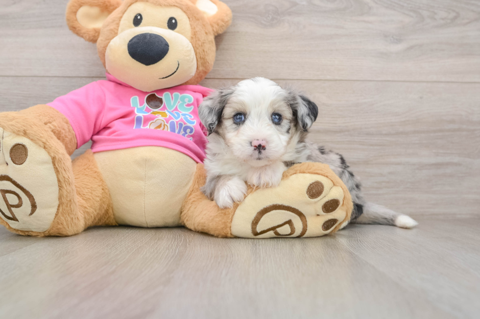 Adorable Aussie Bichon Designer Puppy