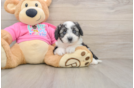 Aussiechon Puppy for Adoption