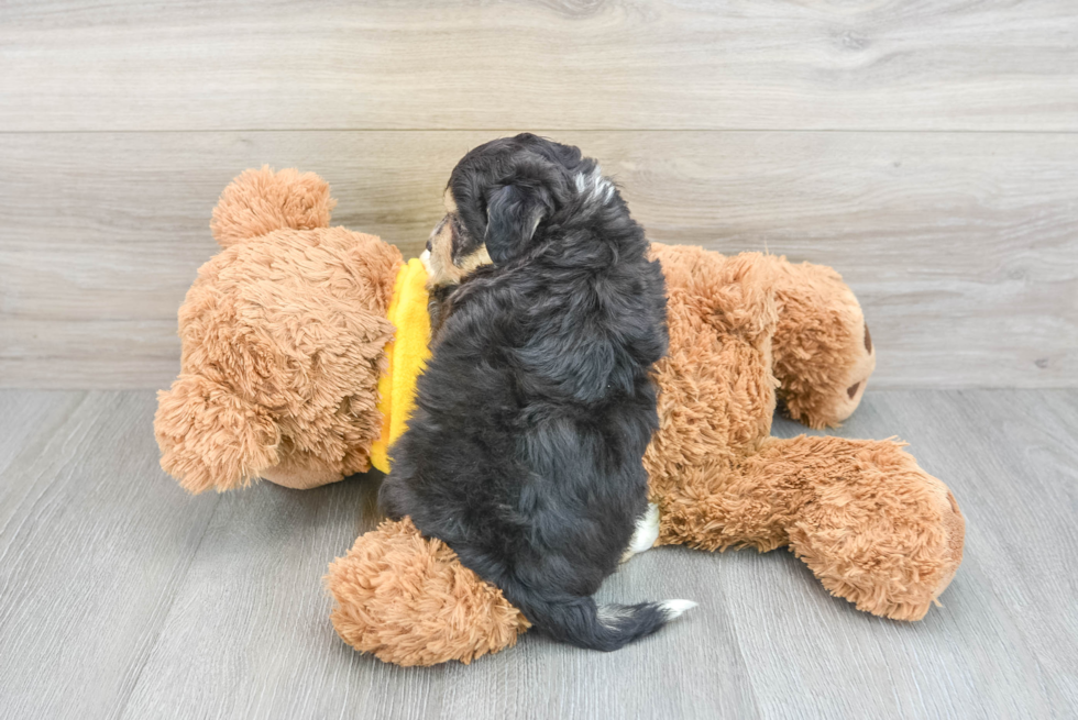 Aussiechon Puppy for Adoption