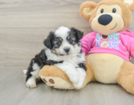 8 week old Aussiechon Puppy For Sale - Florida Fur Babies
