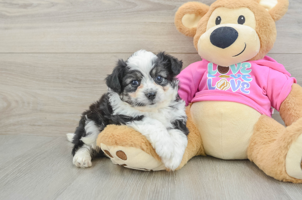 5 week old Aussiechon Puppy For Sale - Florida Fur Babies