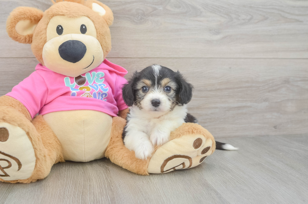 5 week old Aussiechon Puppy For Sale - Florida Fur Babies