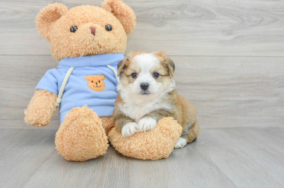 6 week old Aussiechon Puppy For Sale - Florida Fur Babies