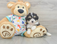 8 week old Aussiechon Puppy For Sale - Florida Fur Babies