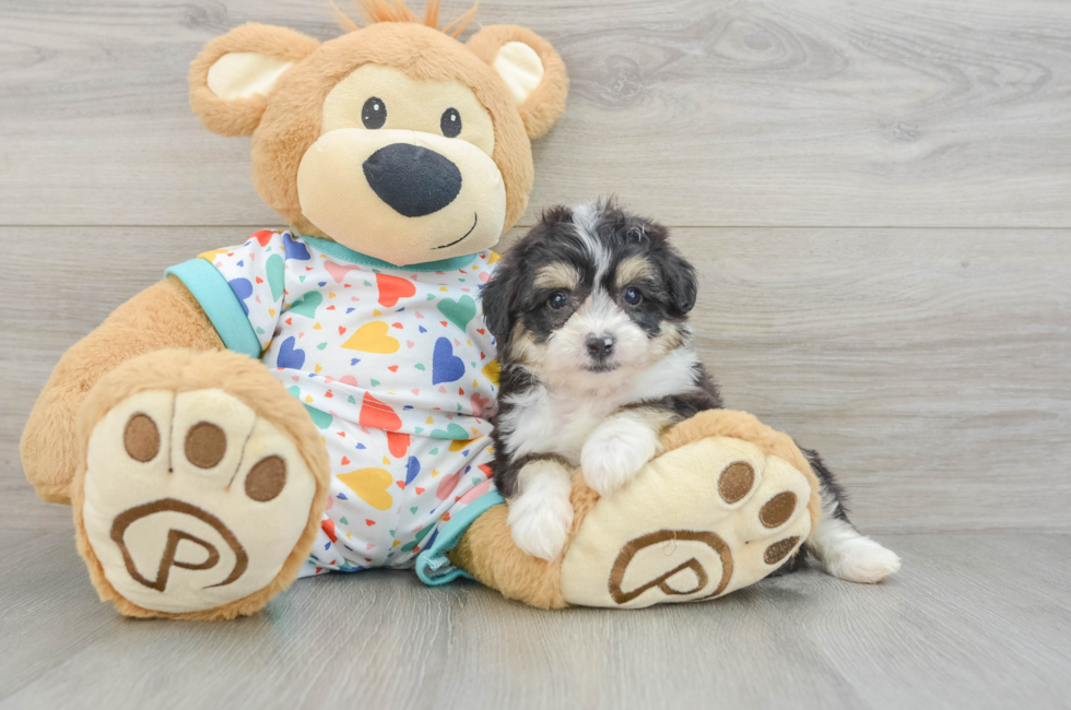 6 week old Aussiechon Puppy For Sale - Florida Fur Babies
