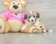 6 week old Aussiechon Puppy For Sale - Florida Fur Babies
