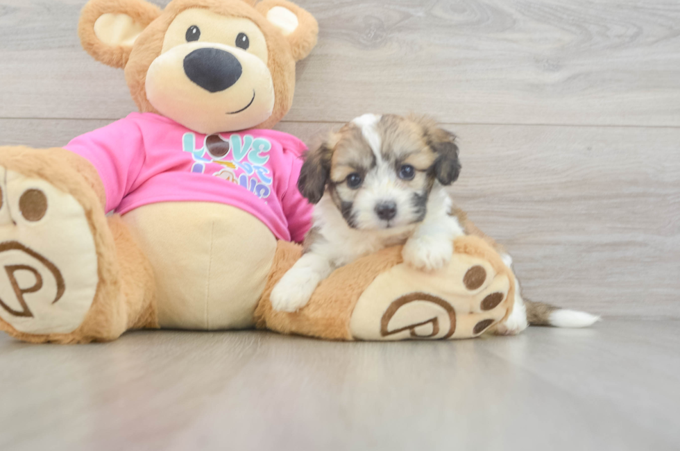 5 week old Aussiechon Puppy For Sale - Florida Fur Babies