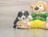 5 week old Aussiechon Puppy For Sale - Florida Fur Babies