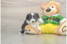 Aussiechon Puppy for Adoption