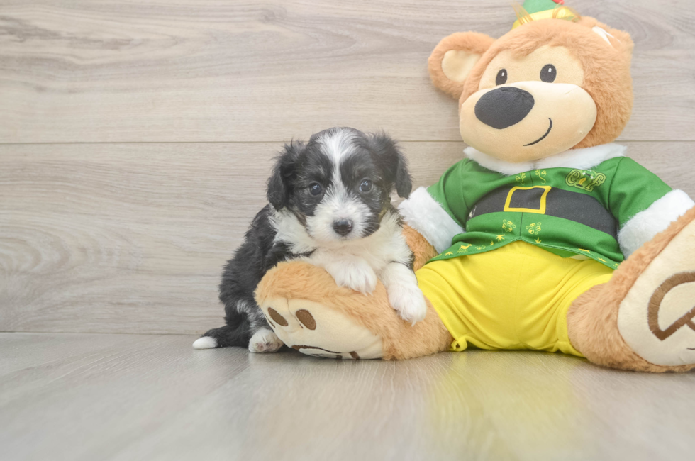 5 week old Aussiechon Puppy For Sale - Florida Fur Babies