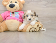 8 week old Aussiechon Puppy For Sale - Florida Fur Babies