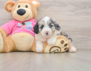 5 week old Aussiechon Puppy For Sale - Florida Fur Babies