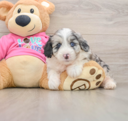 5 week old Aussiechon Puppy For Sale - Florida Fur Babies