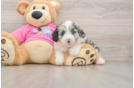 Cute Aussiechon Baby