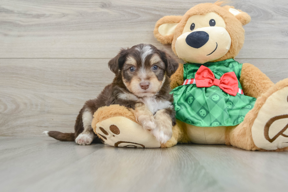 Little Aussie Bichon Designer Puppy