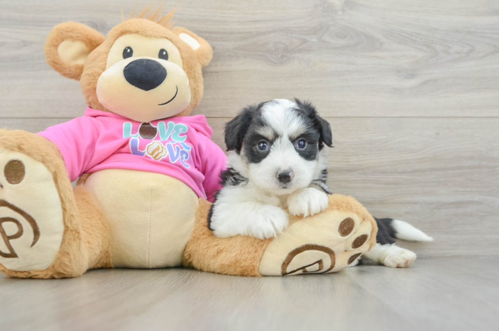5 week old Aussiechon Puppy For Sale - Florida Fur Babies