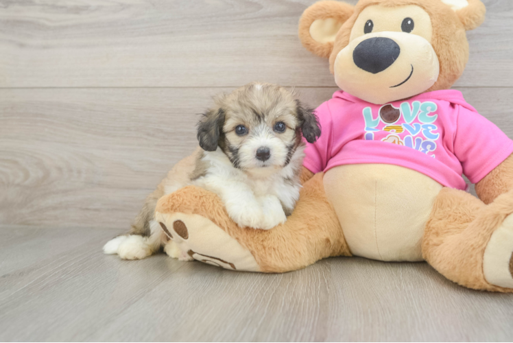 Sweet Aussiechon Baby