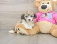 6 week old Aussiechon Puppy For Sale - Florida Fur Babies
