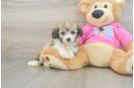 Sweet Aussiechon Baby