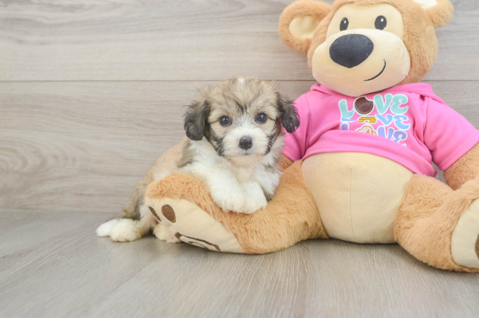 5 week old Aussiechon Puppy For Sale - Florida Fur Babies