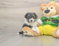 5 week old Aussiechon Puppy For Sale - Florida Fur Babies