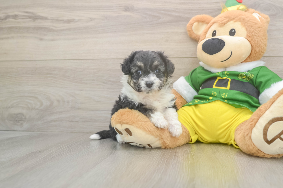 5 week old Aussiechon Puppy For Sale - Florida Fur Babies