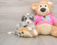 8 week old Aussiechon Puppy For Sale - Florida Fur Babies