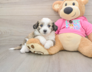 8 week old Aussiechon Puppy For Sale - Florida Fur Babies