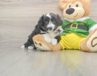 6 week old Aussiechon Puppy For Sale - Florida Fur Babies
