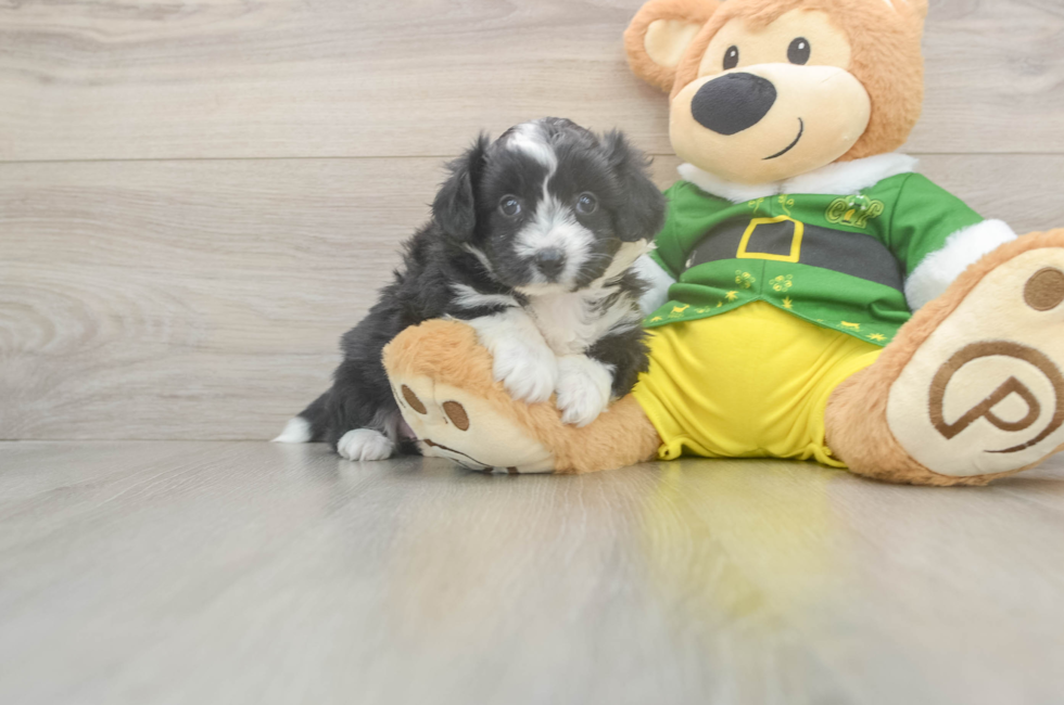 5 week old Aussiechon Puppy For Sale - Florida Fur Babies