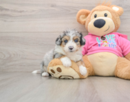 8 week old Aussiechon Puppy For Sale - Florida Fur Babies