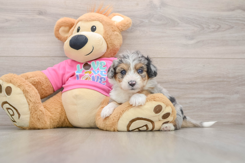 Best Aussiechon Baby