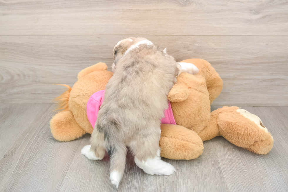Energetic Aussie Bichon Designer Puppy