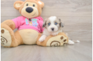 Aussiechon Puppy for Adoption
