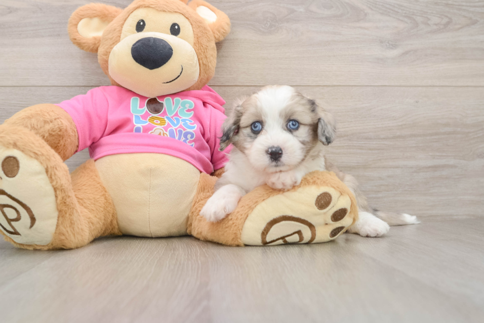 Aussiechon Puppy for Adoption