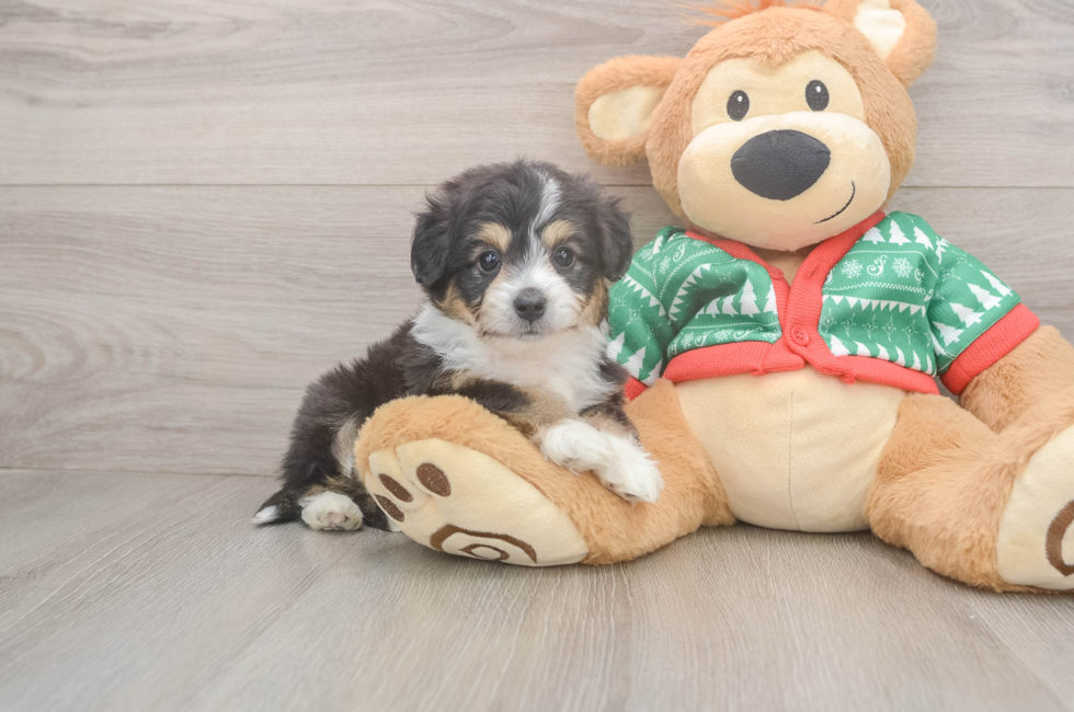 6 week old Aussiechon Puppy For Sale - Florida Fur Babies