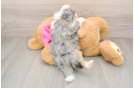 Popular Aussiechon Designer Pup
