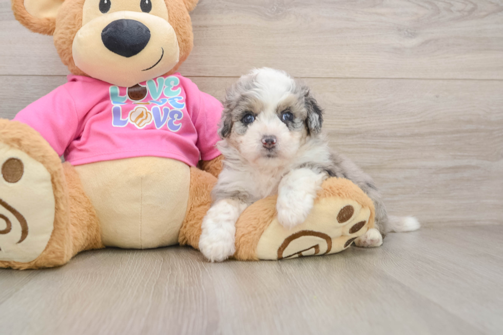 Playful Aussie Bichon Designer Puppy