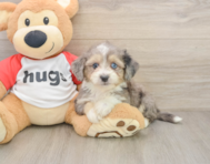 7 week old Aussiechon Puppy For Sale - Florida Fur Babies