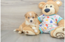 Aussiechon Puppy for Adoption