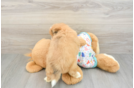 Popular Aussiechon Designer Pup