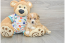 Energetic Aussie Bichon Designer Puppy